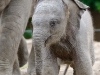 Baby Olifant