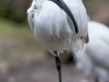 Witte ibis