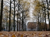 Herfst op het Lange Voorhout