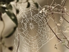 spinnenweb-1-van-3